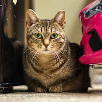 Thumbnail photo of Christmas Chili (Bonded with Miss Krampus) #1