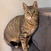 Thumbnail photo of Christmas Chili (Bonded with Miss Krampus) #4