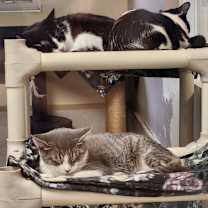 Thumbnail photo of Possum #2