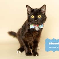 Thumbnail photo of EDWARD (very sweet boy) #1