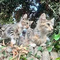 Thumbnail photo of Elijah and Danielle #4