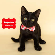 Thumbnail photo of AUGUSTUS (very friendly) #2