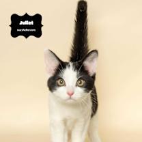 Thumbnail photo of JULIET #3