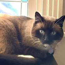 Thumbnail photo of Puma #4