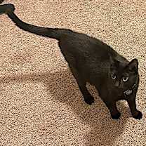 Thumbnail photo of Nacho #4