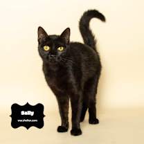 Thumbnail photo of SALLY (fearless girl) #1