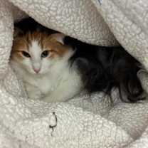 Thumbnail photo of Roxie #2