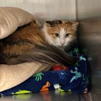 Thumbnail photo of Roxie #3