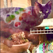 Thumbnail photo of KiKi #3