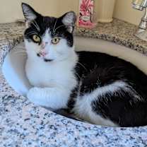 Thumbnail photo of Bruiser #1