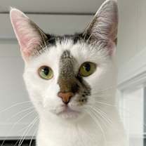 Thumbnail photo of Nibbles #3