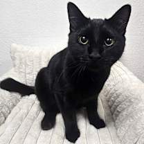 Thumbnail photo of Meatball 4782 #2