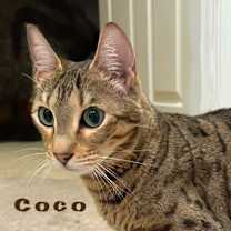 Thumbnail photo of Coco #1