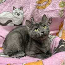 Thumbnail photo of Joanie #2