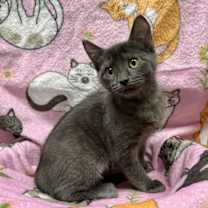 Thumbnail photo of Joanie #3