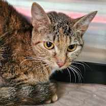 Thumbnail photo of Petunia 5608C #3