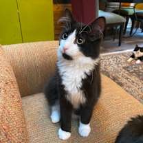 Thumbnail photo of Ronnie #1