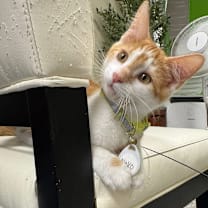 Thumbnail photo of Nico #2