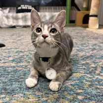 Thumbnail photo of Styx  #3