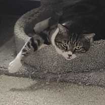 Thumbnail photo of siya #1