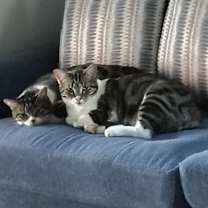 Thumbnail photo of siya #2