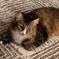 Thumbnail photo of Ross #1