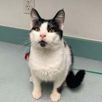 adopt-pet