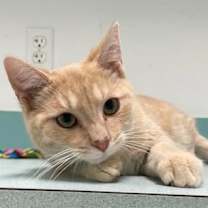 adopt-pet