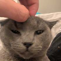 Thumbnail photo of Nubby #1