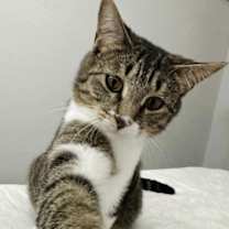 Thumbnail photo of Queen Victoria #1