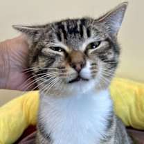 Thumbnail photo of Henrietta (FCID# 09/17/2025 - 9 Trainer) C #1