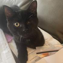 Thumbnail photo of Sylvester #1