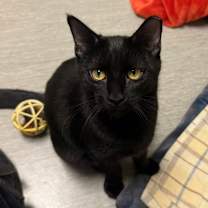 Thumbnail photo of Fang bonded w/ Flint #1