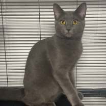 Thumbnail photo of Sharpie (In Foster) #3