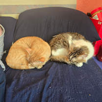 Thumbnail photo of Arwen, 3Kittens and Daddy #2