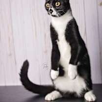 Thumbnail photo of Socks #2