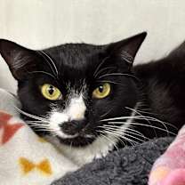 Thumbnail photo of Tessie #3