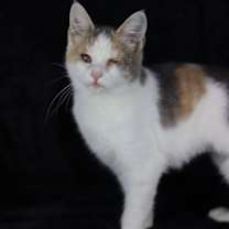 Thumbnail photo of Pancake #3