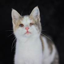 Thumbnail photo of Pancake #4