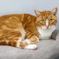 Thumbnail photo of Oscar #1