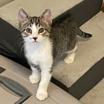 adopt-pet