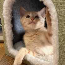 Thumbnail photo of Nova #3