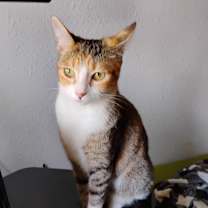 Thumbnail photo of Missy #3