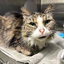 adopt-pet