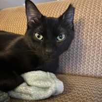 Thumbnail photo of Batman #1