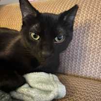 Thumbnail photo of Batman #2