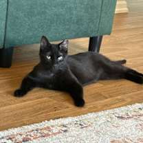 Thumbnail photo of Batman #3