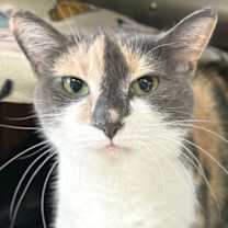 adopt-pet