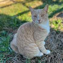 Thumbnail photo of Garfield #1