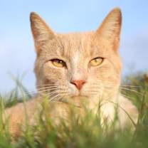 Thumbnail photo of Garfield #2